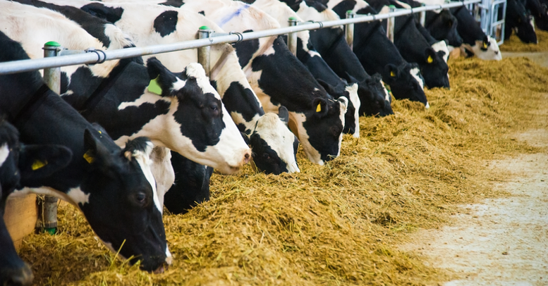 Điều kiện sinh vật biến đổi gen được sử dụng làm thực phẩm, thức ăn chăn nuôi- Ảnh 1.