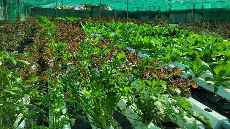 Vụ đông xuân 2025–2026: Vừa lấy nước, vừa chống rét để bảo đảm sản lượng gần 13 triệu tấn lúa- Ảnh 1.