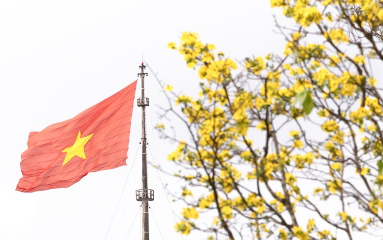 Vườn hoàng mai bung nở 'nhuộm vàng' không gian Di sản Huế