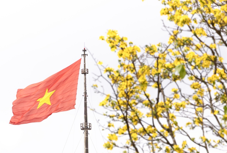 Vườn hoàng mai bung nở 'nhuộm vàng' không gian Di sản Huế- Ảnh 1.