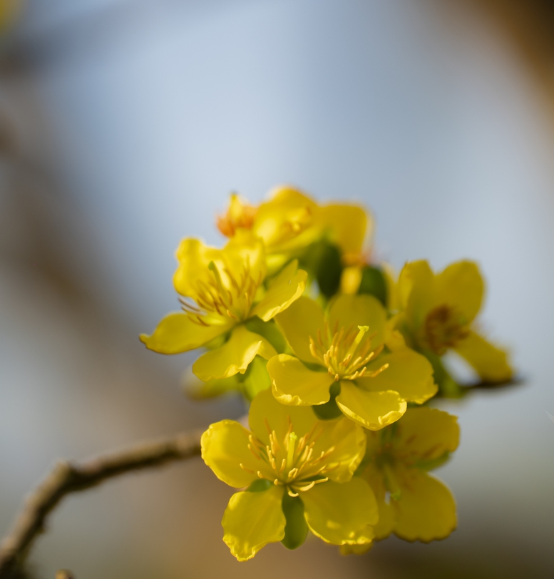 Vườn hoàng mai bung nở 'nhuộm vàng' không gian Di sản Huế- Ảnh 4.