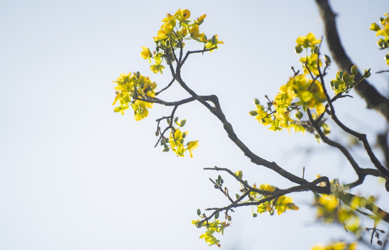 Vườn hoàng mai bung nở 'nhuộm vàng' không gian Di sản Huế- Ảnh 5.