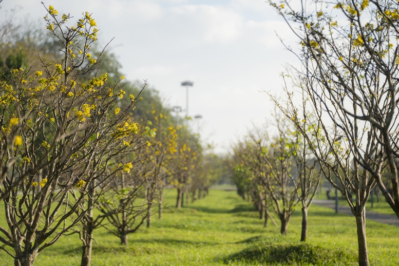 Vườn hoàng mai bung nở 'nhuộm vàng' không gian Di sản Huế- Ảnh 6.