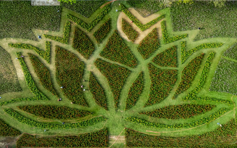 Đóa sen khổng lồ từ hơn 50.000 chậu hoa khoe sắc ở Kinh thành Huế