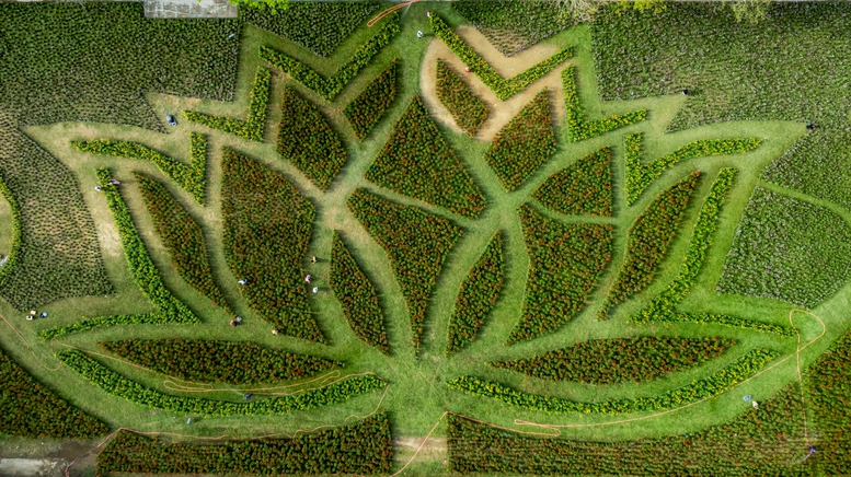 Đóa sen khổng lồ từ hơn 50.000 chậu hoa khoe sắc ở Kinh thành Huế- Ảnh 1. Đóa sen khổng lồ từ hơn 50.000 chậu hoa khoe sắc ở Kinh thành Huế- Ảnh 1.