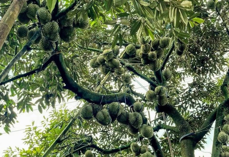 Ngành Nông nghiệp với những động lực tăng trưởng xanh năm 2026- Ảnh 1.