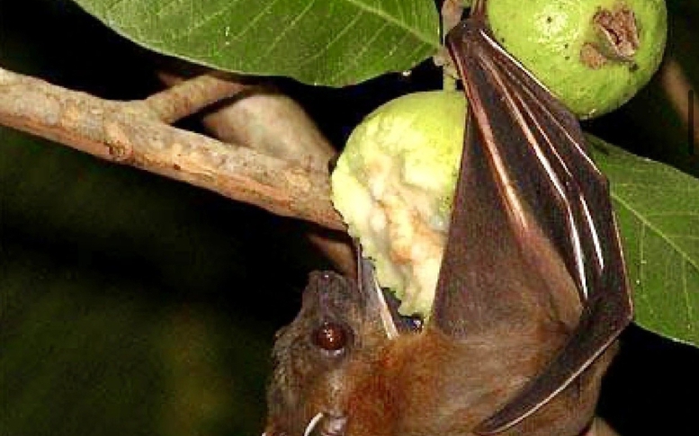 Bộ Y tế khuyến cáo không tiếp xúc, ăn thực phẩm từ động vật hoang dã để phòng bệnh do virus Nipah