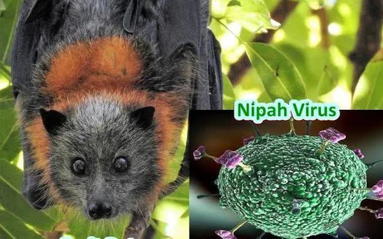 Việt Nam chưa ghi nhận trường hợp nào mắc bệnh do virus Nipah gây ra- Ảnh 1.