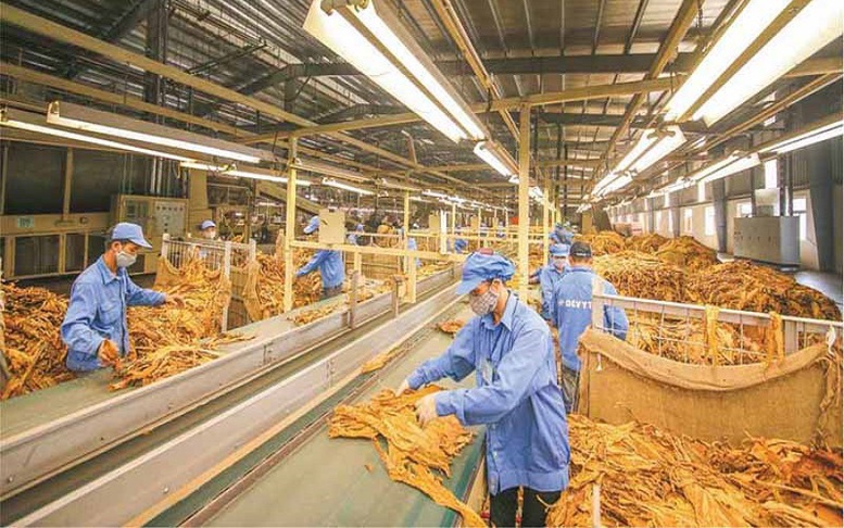 Hạn ngạch thuế quan nhập khẩu thuốc lá nguyên liệu năm 2026