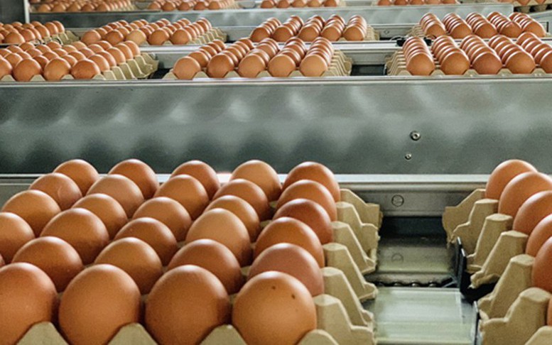 Hạn ngạch thuế quan nhập khẩu muối, trứng gia cầm 2026