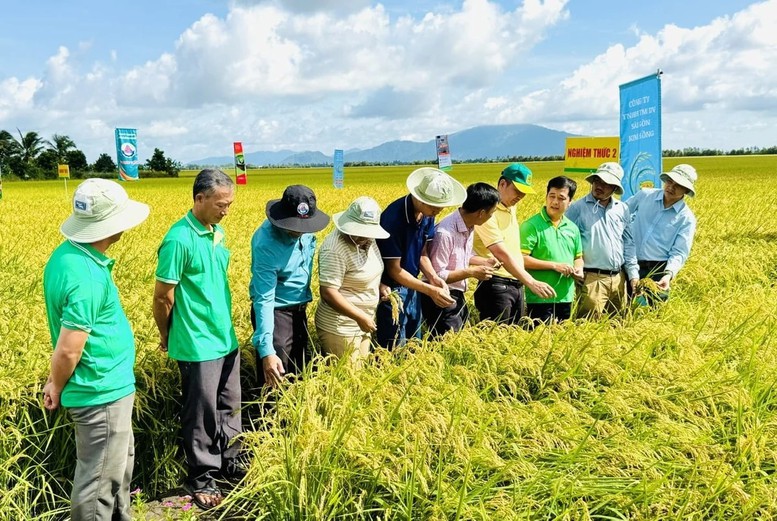 An Giang tạo dấu ấn trong thực hiện Đề án 1 triệu hecta lúa chất lượng cao, phát thải thấp- Ảnh 1.