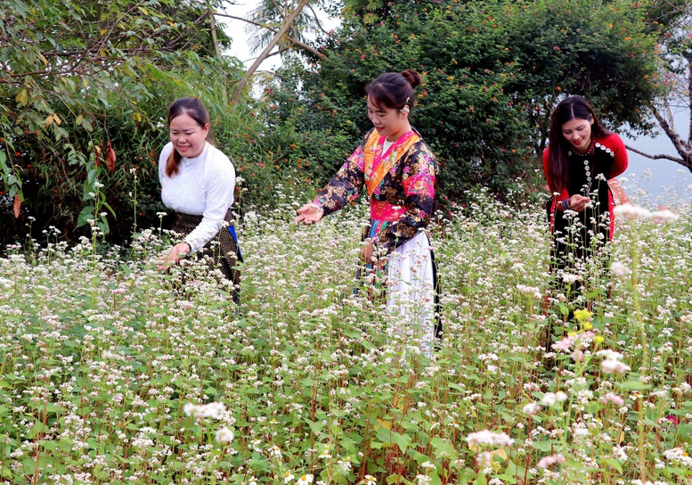 Khai mạc Lễ hội hoa Tam giác mạch lần thứ XII: Mang đến không gian nghệ thuật đặc sắc - Ảnh 2.