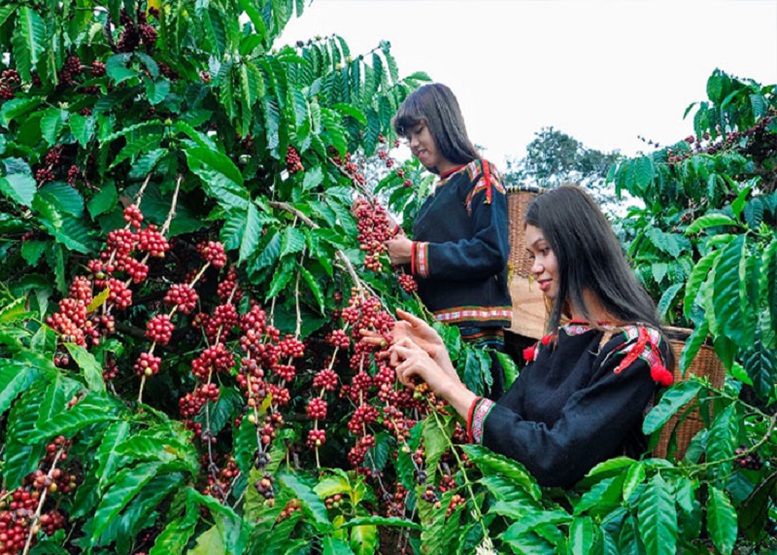 Cà phê Việt chủ động hợp tác, đưa thương hiệu ra thế giới - Ảnh 1.