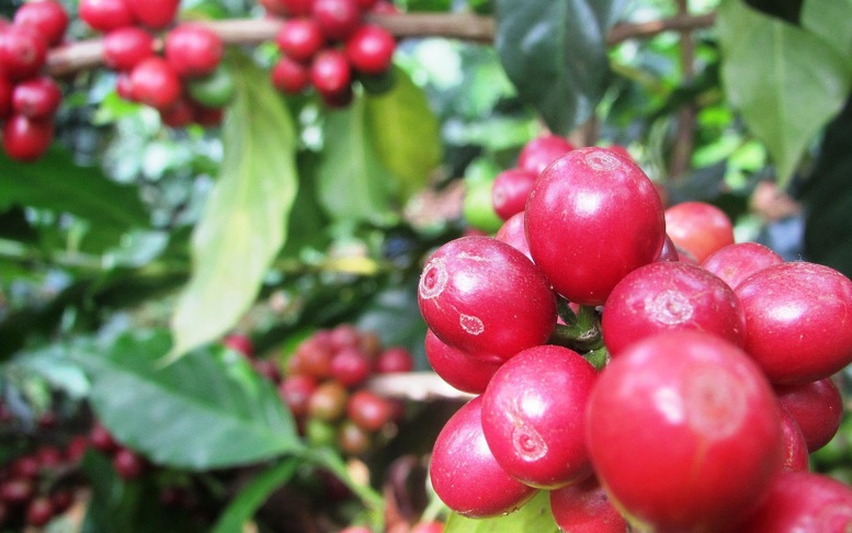 Chuyển đổi canh tác bền vững: Bước ngoặt của cà phê Tây Bắc