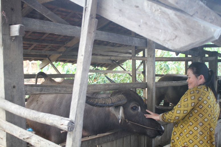 'Rốn lũ' Hòa Thịnh: Miền xanh hy vọng đã nảy mầm- Ảnh 6.