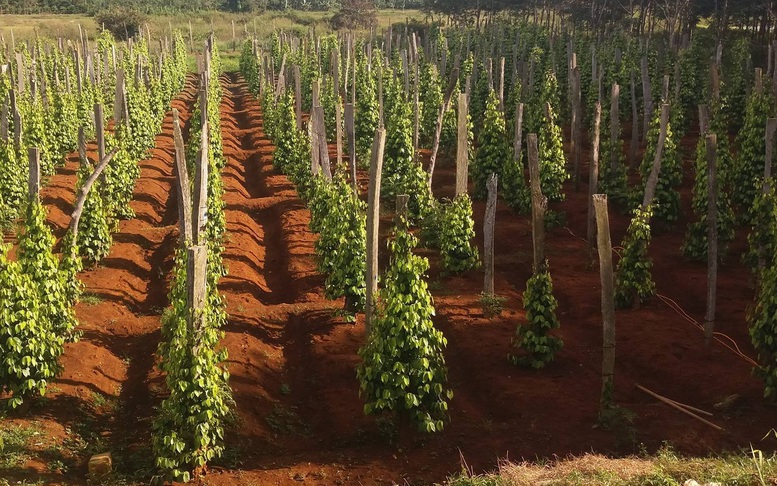 Phát triển nông nghiệp xanh tạo thương hiệu sản phẩm trên thị trường thế giới
