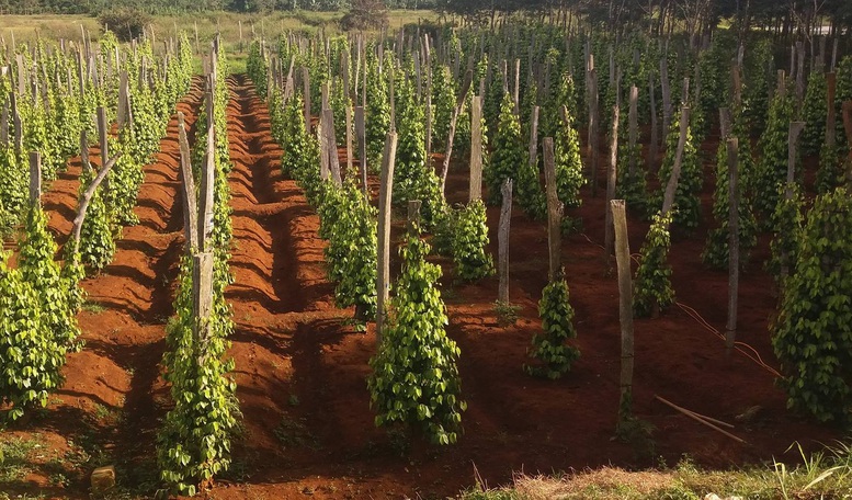 Phát triển nông nghiệp xanh tạo thương hiệu sản phẩm trên thị trường thế giới- Ảnh 1.