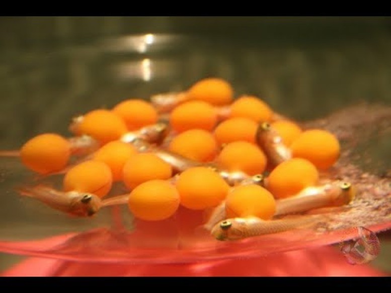 Đề nghị làm rõ nguyên nhân vụ nghi ngộ độc trứng cá cảnh khiến 13 người nhập viện- Ảnh 1.