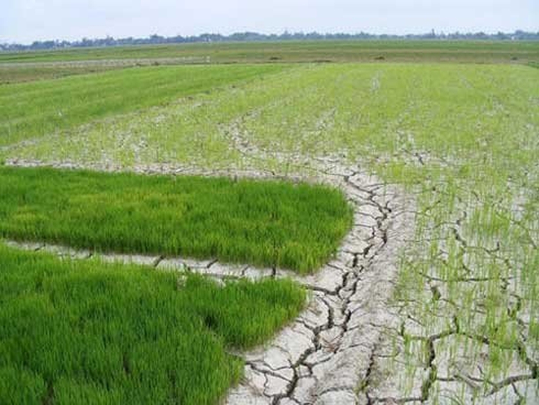 Chủ động ứng phó xâm nhập mặn ở ĐBSCL và hạn hán, cháy rừng ở khu vực Nam Trung Bộ và Đông Nam Bộ- Ảnh 1. Chủ động ứng phó xâm nhập mặn ở ĐBSCL và hạn hán, cháy rừng ở khu vực Nam Trung Bộ và Đông Nam Bộ- Ảnh 1.