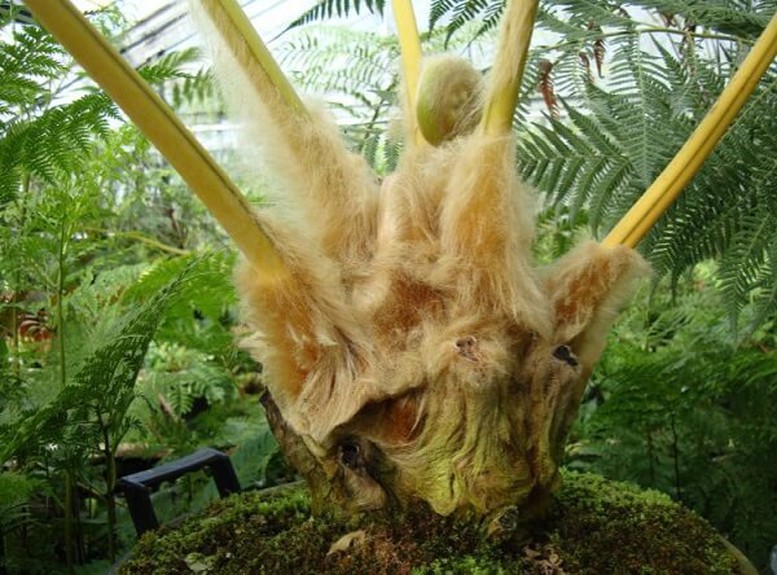 Công bố hạn ngạch xuất khẩu quốc tế đối với các loài Cẩu tích, Ráng gỗ năm 2026- Ảnh 1.