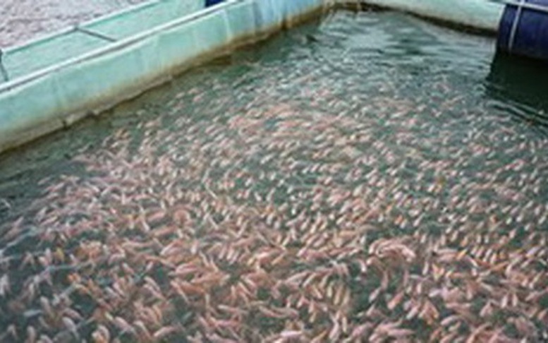 Trình tự, thủ tục cấp phép nhập, xuất khẩu giống thủy sản