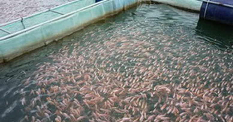 Trình tự, thủ tục cấp phép nhập, xuất khẩu giống thủy sản - Ảnh 1.