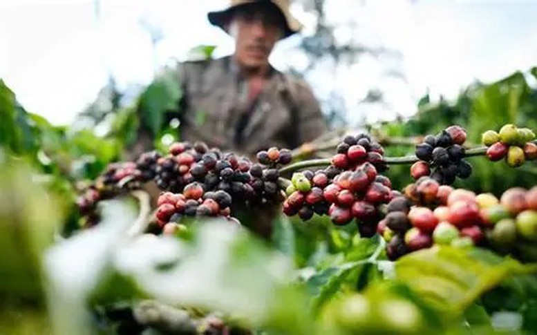 Kêu gọi doanh nghiệp chia sẻ khó khăn với nông dân trước biến động toàn cầu