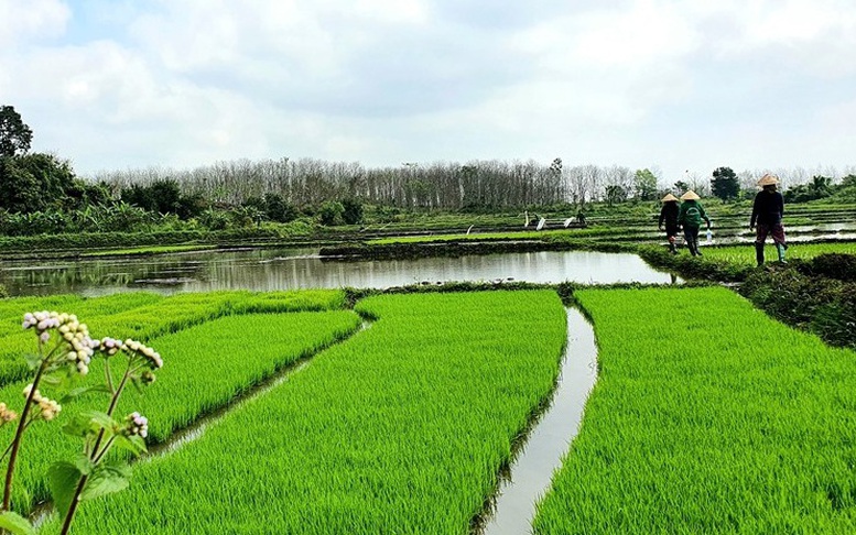 Sản xuất lúa giảm phát thải: Thay đổi từ những cánh đồng Bắc bộ