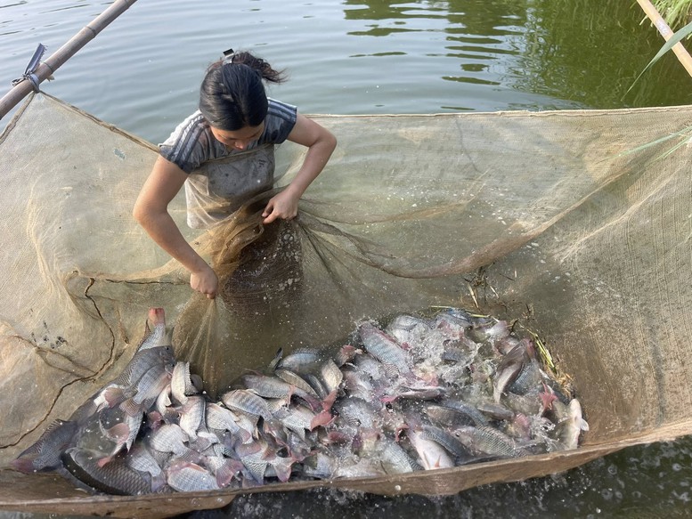 Cá rô phi Việt Nam trước cơ hội bứt phá trong chuỗi cung ứng toàn cầu- Ảnh 1.