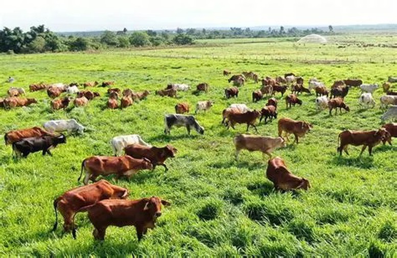 Ngăn chặn nguy cơ xâm nhập virus lở mồm long móng serotype SAT1 vào Việt Nam- Ảnh 1.