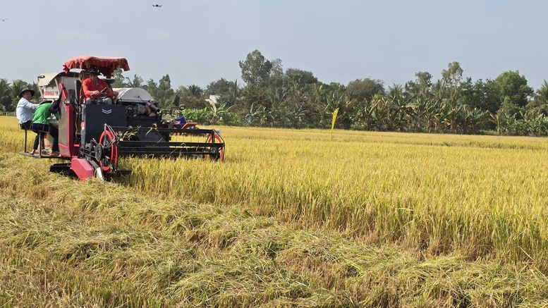 Tái tổ chức chuỗi sản xuất để lúa gạo 'được mùa, được cả giá'- Ảnh 2. Tái tổ chức chuỗi sản xuất để lúa gạo 'được mùa, được cả giá'- Ảnh 2.