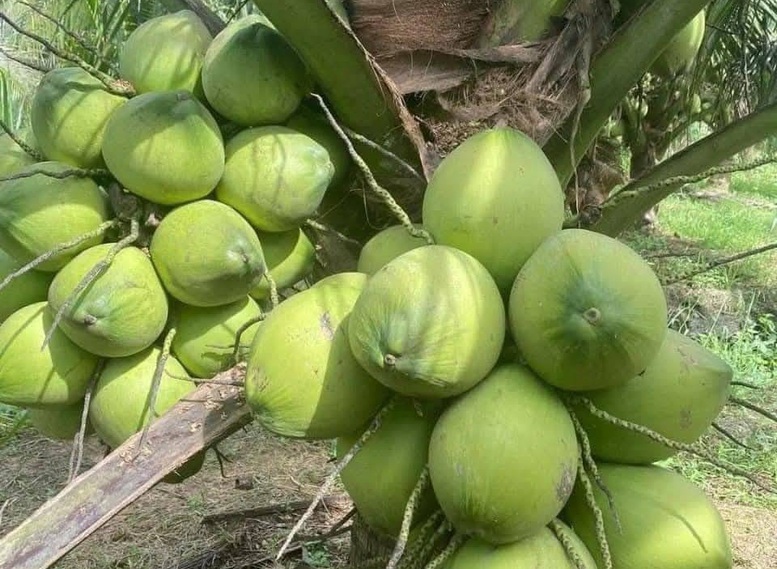 Bứt phá các sản phẩm trồng trọt: Nhìn từ câu chuyện ngành dừa- Ảnh 1.