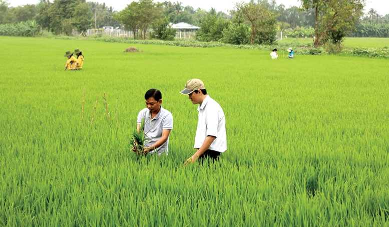 'Cánh đồng không dấu chân': Khi khuyến nông phải trở lại đúng vai trò- Ảnh 1.