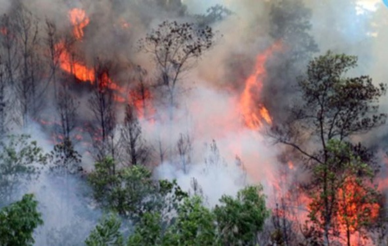 Nắng nóng kéo dài, tăng cường ứng phó nguy cơ cháy rừng- Ảnh 1.