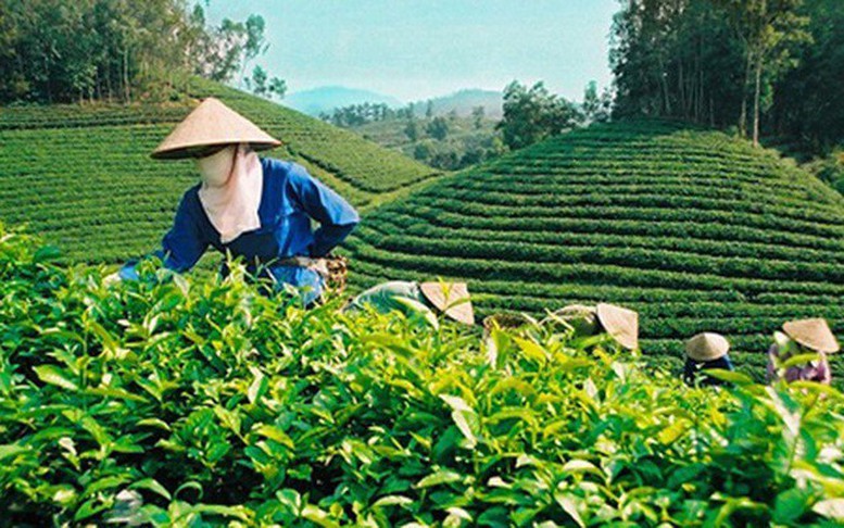 Đề xuất quy định mới về tổ hợp tác