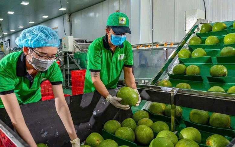 Bưởi, chanh Việt Nam rộng cửa vào thị trường Trung Quốc