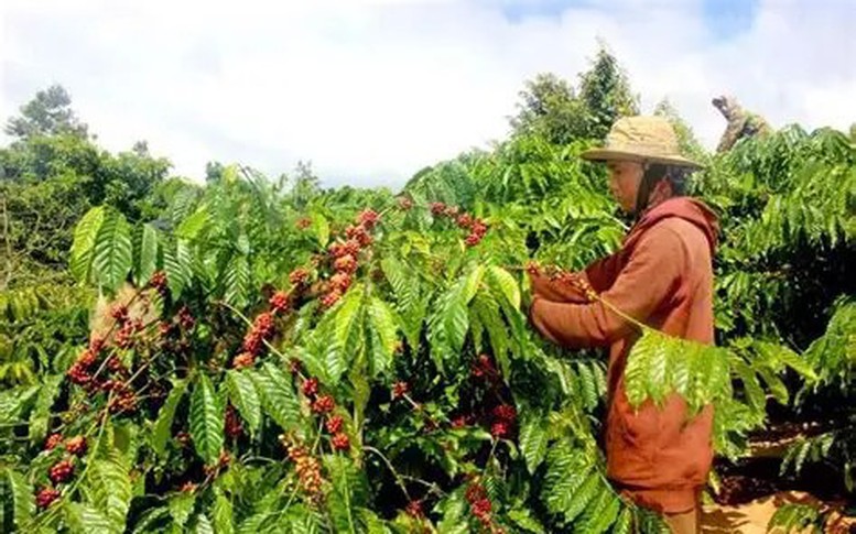 Nông nghiệp phát thải thấp: Động lực mới nâng sức cạnh tranh cho nông sản