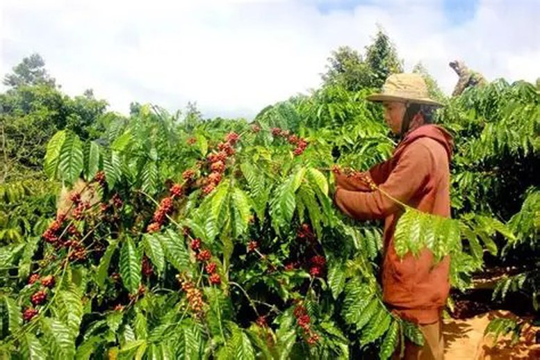 Nông nghiệp phát thải thấp: Động lực mới nâng sức cạnh tranh cho nông sản- Ảnh 1.