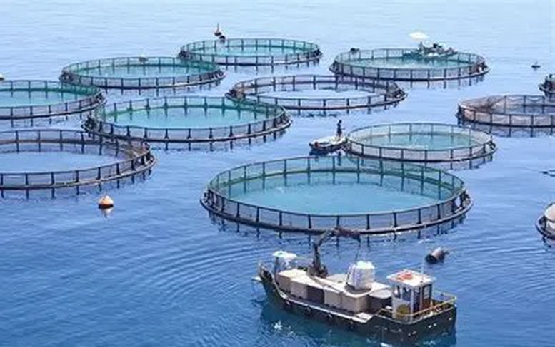 Xuất khẩu thủy sản: Từ phục hồi đến nâng cao giá trị