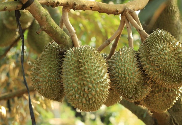 Bài 2: Gỡ 'nút thắt' Cadimi: Tái thiết chuỗi sầu riêng để giữ thị trường xuất khẩu- Ảnh 2.