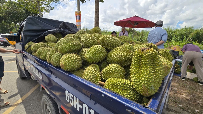 Bài 2: Gỡ 'nút thắt' Cadimi: Tái thiết chuỗi sầu riêng để giữ thị trường xuất khẩu- Ảnh 1.
