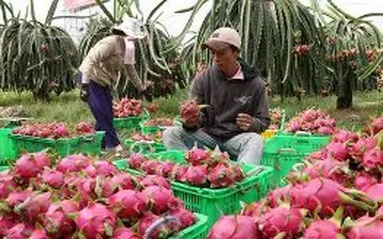 Mã số vùng trồng: Quản trị minh bạch nông sản Việt