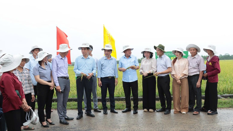 Nâng tầm hạt gạo Thủ đô từ xây dựng mô hình khuyến nông an toàn, hiện đại - Ảnh 1.