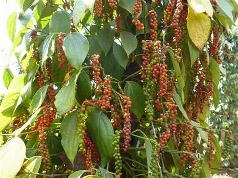 Ngành hồ tiêu bắt nhịp với áp lực cung ứng và chế biến sâu- Ảnh 1.