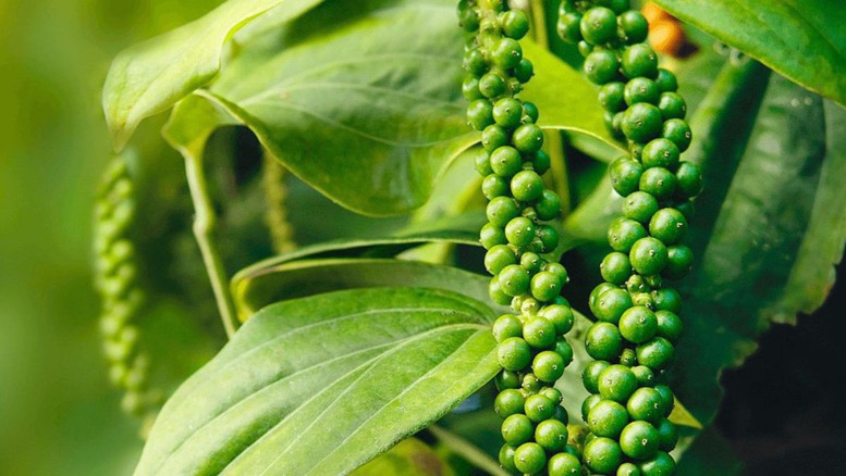 Hồ tiêu Việt Nam khẳng định vị thế 'nhà cung cấp số 1 thế giới'- Ảnh 1.