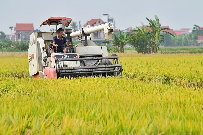 Ngành lúa gạo: Vượt thách thức để tái cấu trúc bền vững- Ảnh 1. Ngành lúa gạo: Vượt thách thức để tái cấu trúc bền vững- Ảnh 1.