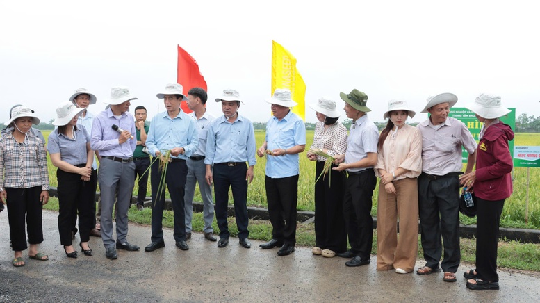 Phát triển lúa VietGAP gắn bao tiêu sản phẩm: Hướng đi bền vững cho nông nghiệp Thủ đô- Ảnh 1. Phát triển lúa VietGAP gắn bao tiêu sản phẩm: Hướng đi bền vững cho nông nghiệp Thủ đô- Ảnh 1.