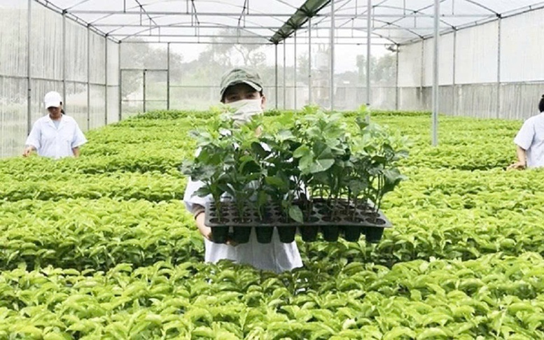 Tổ chức vi phạm về sản xuất, buôn bán giống cây trồng bị phạt đến 100 triệu đồng