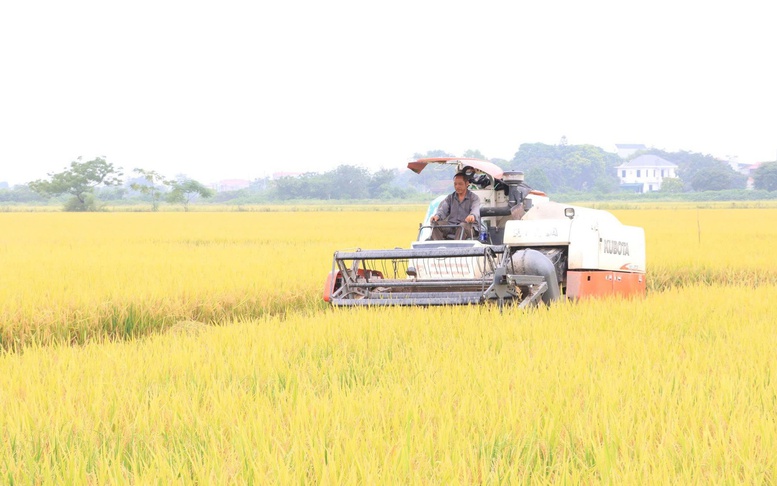 Nâng tầm hạt gạo Thủ đô từ xây dựng mô hình khuyến nông an toàn, hiện đại