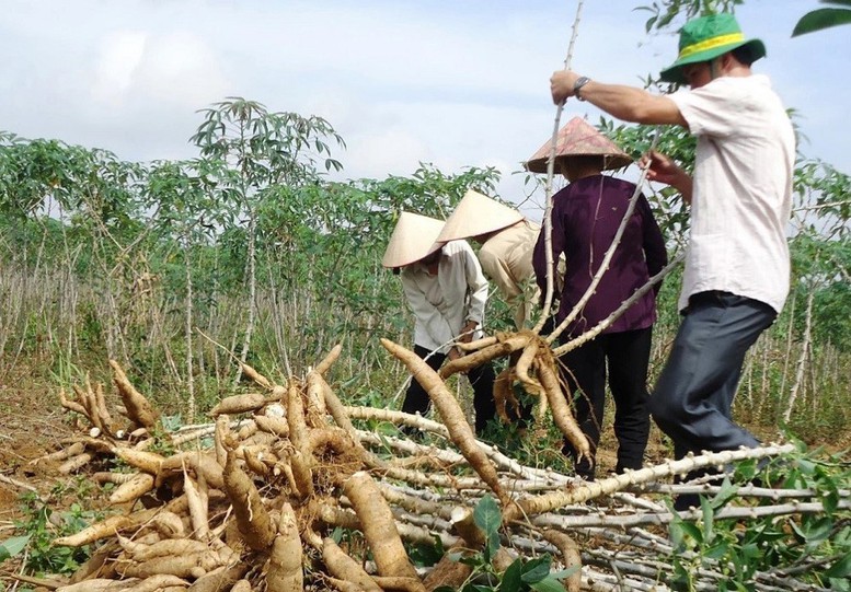 Xây dựng hệ sinh thái Ethanol để phát triển bền vững xăng E10- Ảnh 2.